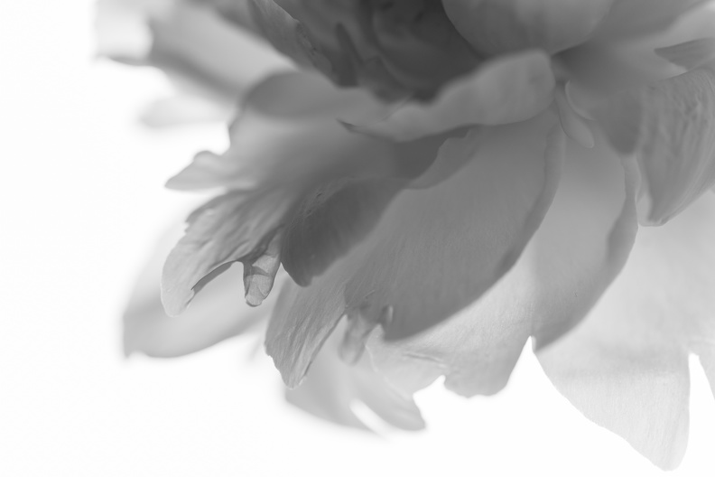 Fleur_3.jpg