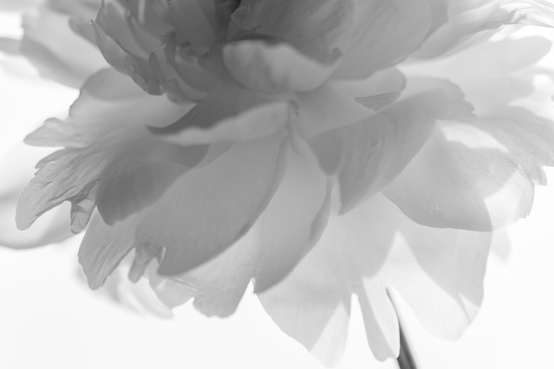 Fleur_6.jpg